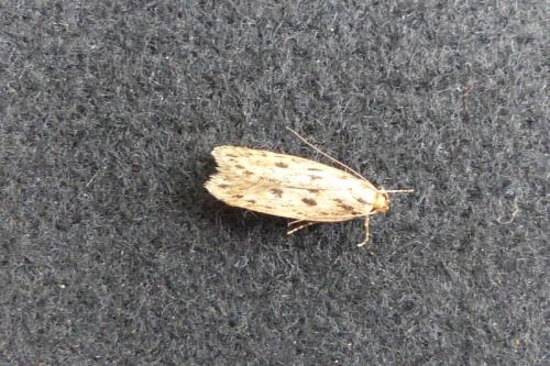 Hofmannophila pseudospretella